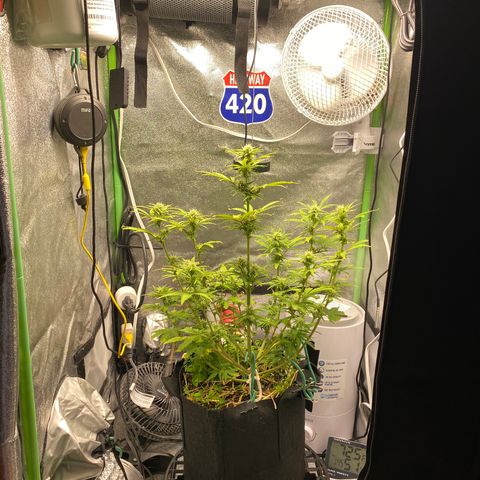 Pine tree haze auto growlog timeline photo
