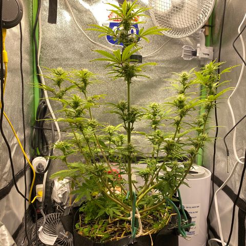 Pine tree haze auto growlog timeline photo