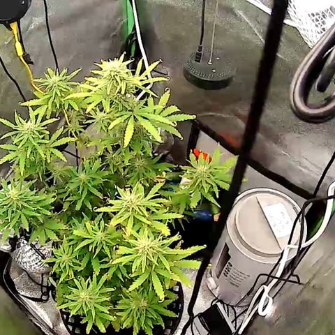 Pine tree haze auto growlog timeline photo