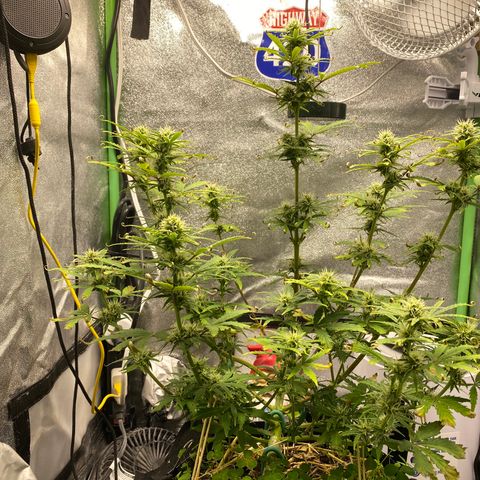 Pine tree haze auto growlog timeline photo