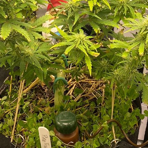 Pine tree haze auto growlog photo: Blumat added 