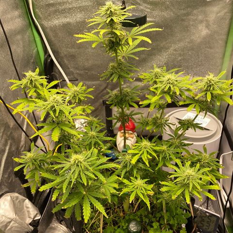 Pine tree haze auto growlog timeline photo