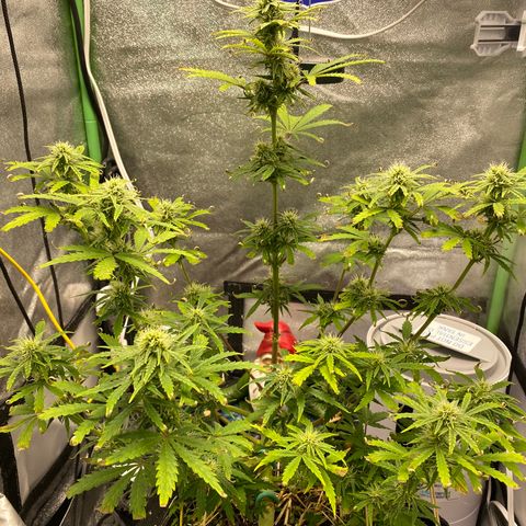 Pine tree haze auto growlog timeline photo
