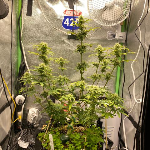 Pine tree haze auto growlog timeline photo