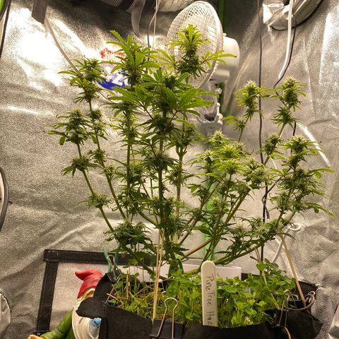 Pine tree haze auto growlog timeline photo