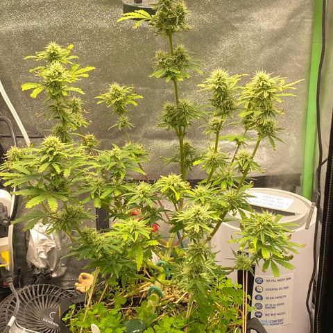 Pine tree haze auto growlog timeline photo