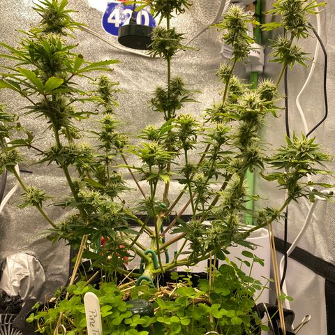 Pine tree haze auto growlog timeline photo