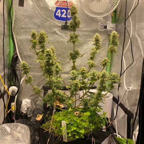 Pine tree haze auto growlog timeline photo