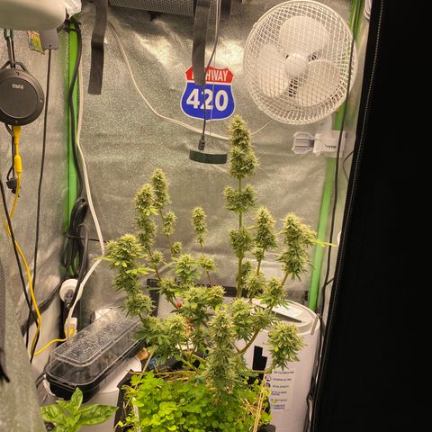 Pine tree haze auto growlog timeline photo