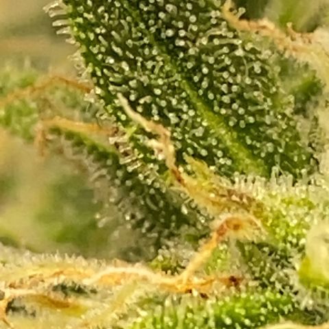 Pine tree haze auto growlog photo: She is about ready smells just like a pine tree and sticky 