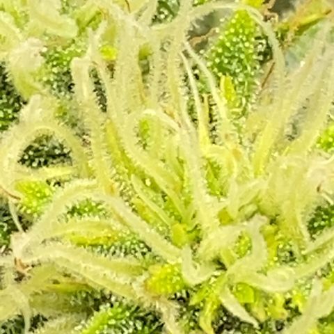 Pine tree haze auto growlog photo: She is about ready smells just like a pine tree and sticky 