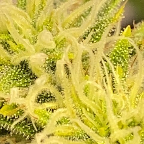 Pine tree haze auto growlog photo: She is about ready smells just like a pine tree and sticky 