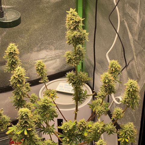 Pine tree haze auto growlog photo: She is about ready smells just like a pine tree and sticky 