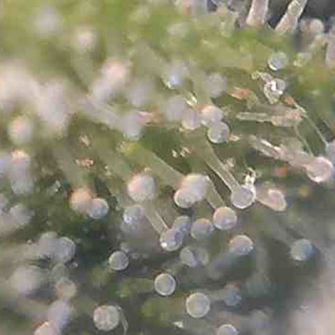 Pine tree haze auto growlog photo: Seeing amber 