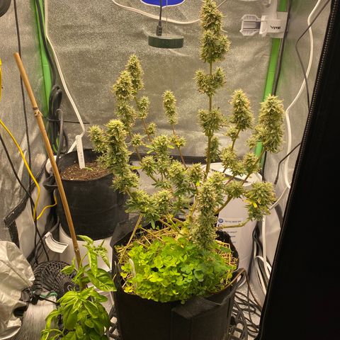Pine tree haze auto growlog photo: Seeing amber 