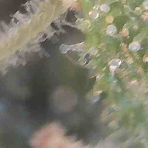 Pine tree haze auto growlog photo: Seeing amber 