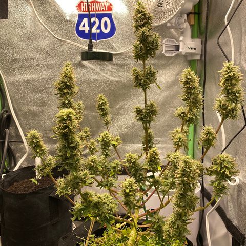 Pine tree haze auto growlog timeline photo