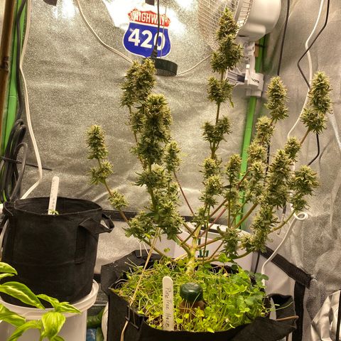 Pine tree haze auto growlog timeline photo