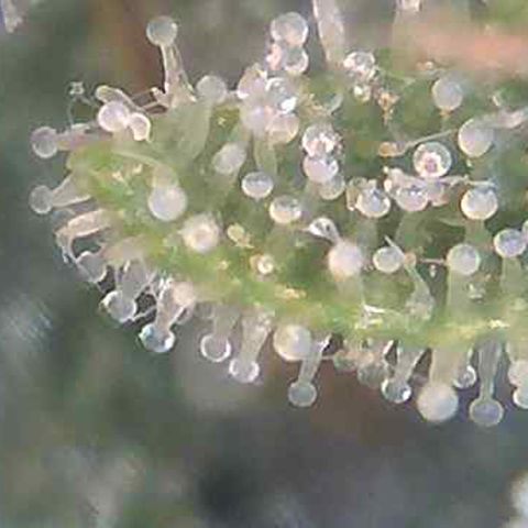 Pine tree haze auto growlog photo: Trichomes 