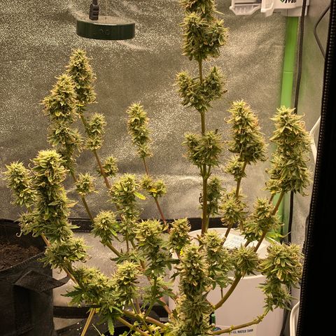 Pine tree haze auto growlog timeline photo