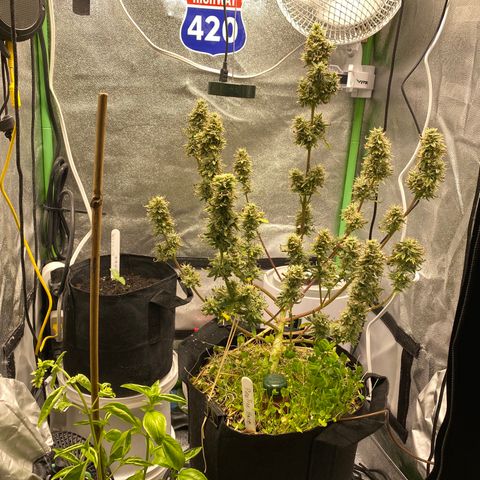 Pine tree haze auto growlog timeline photo
