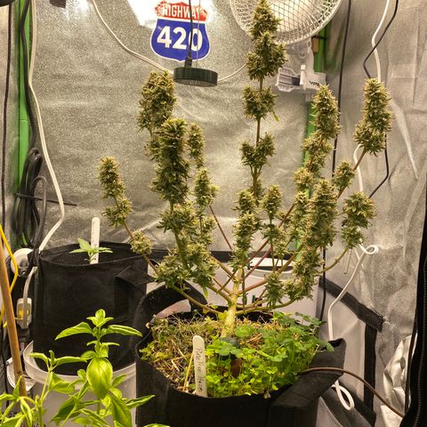 Pine tree haze auto growlog photo: Hate the waiting game