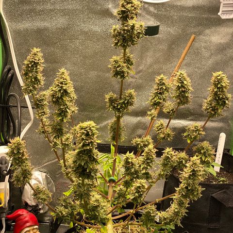 Pine tree haze auto growlog timeline photo