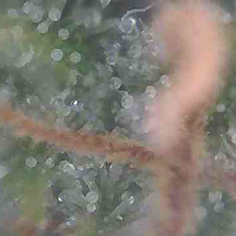 Pine tree haze auto growlog photo: Checking trichomes still not there