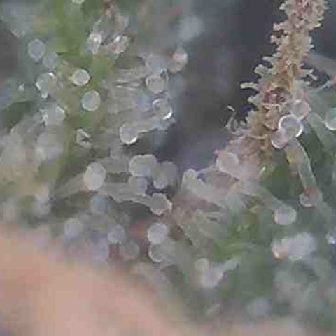 Pine tree haze auto growlog photo: Checking trichomes still not there