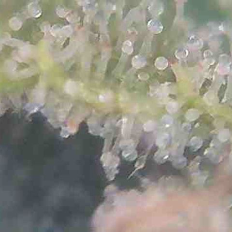 Pine tree haze auto growlog photo: Checking trichomes still not there