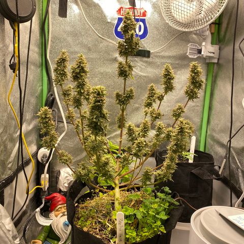 Pine tree haze auto growlog photo: Checking trichomes still not there