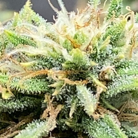 Pine tree haze auto growlog photo: So I’m thinking I may go ahead and harvest her tonight after lights out, her sugar leaves still drying up so I feel I may be just waiting time waiting , very strong pine, diesel , mint smell and very sticky .. 
