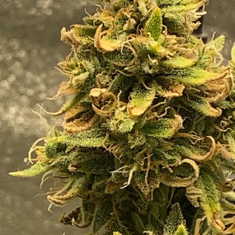 Pine tree haze auto growlog photo: So I’m thinking I may go ahead and harvest her tonight after lights out, her sugar leaves still drying up so I feel I may be just waiting time waiting , very strong pine, diesel , mint smell and very sticky .. 