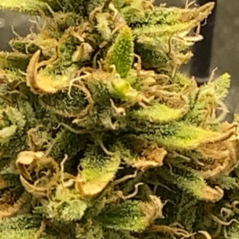 Pine tree haze auto growlog photo: So I’m thinking I may go ahead and harvest her tonight after lights out, her sugar leaves still drying up so I feel I may be just waiting time waiting , very strong pine, diesel , mint smell and very sticky .. 