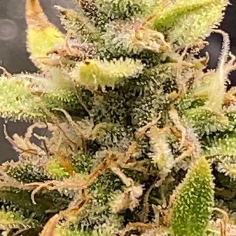 Pine tree haze auto growlog photo: So I’m thinking I may go ahead and harvest her tonight after lights out, her sugar leaves still drying up so I feel I may be just waiting time waiting , very strong pine, diesel , mint smell and very sticky .. 