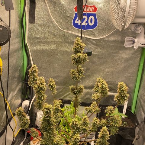 Pine tree haze auto growlog photo: So I’m thinking I may go ahead and harvest her tonight after lights out, her sugar leaves still drying up so I feel I may be just waiting time waiting , very strong pine, diesel , mint smell and very sticky .. 