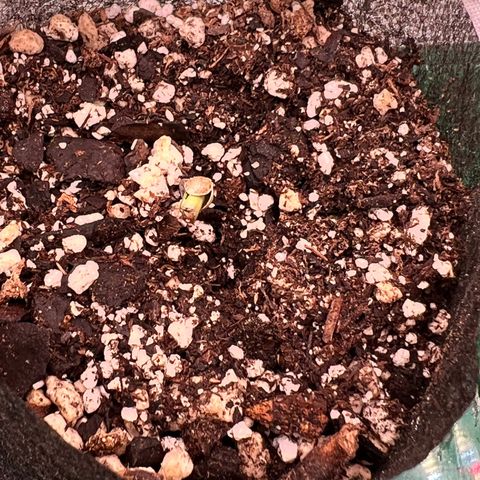 Orange Gasm growlog photo: Just popping up