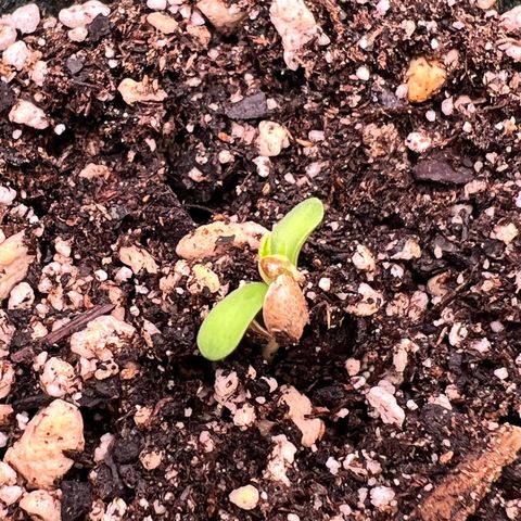 Orange Gasm growlog photo: Just popping up