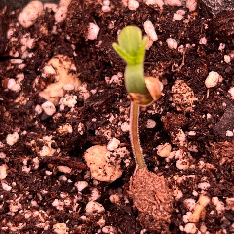 Orange Gasm growlog timeline photo