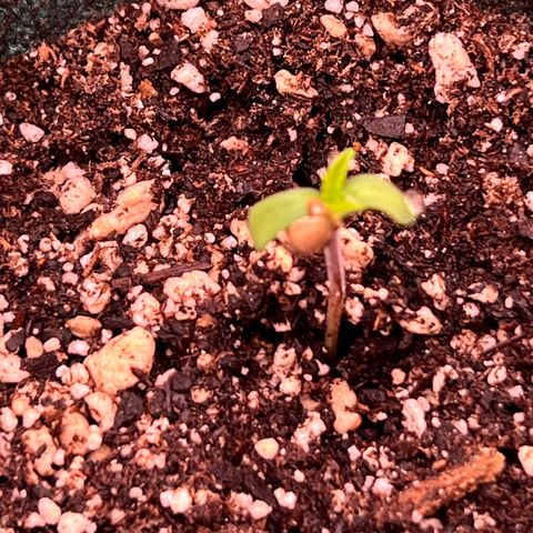 Orange Gasm growlog timeline photo