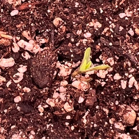 Orange Gasm growlog timeline photo