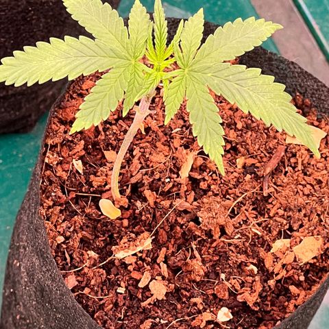 Orange Gasm growlog timeline photo