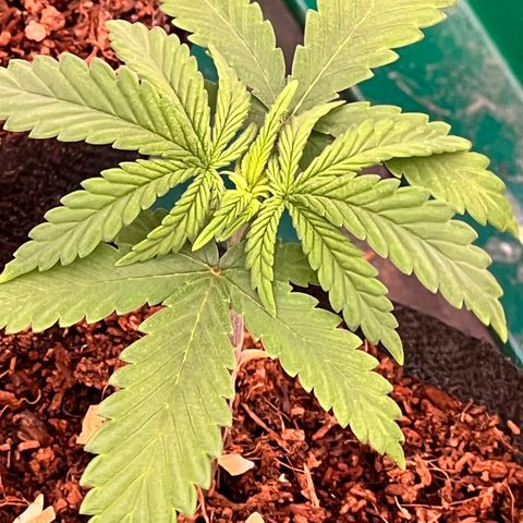 Orange Gasm growlog timeline photo