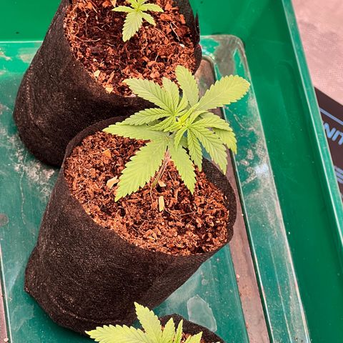 Orange Gasm growlog timeline photo