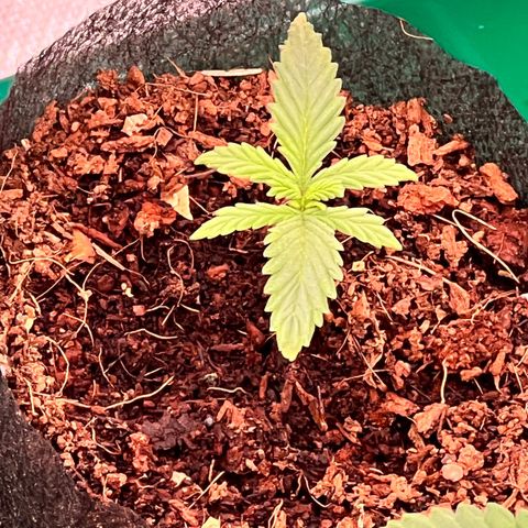 Orange Gasm growlog timeline photo