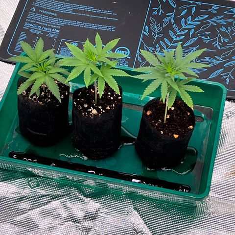 Orange Gasm growlog timeline photo