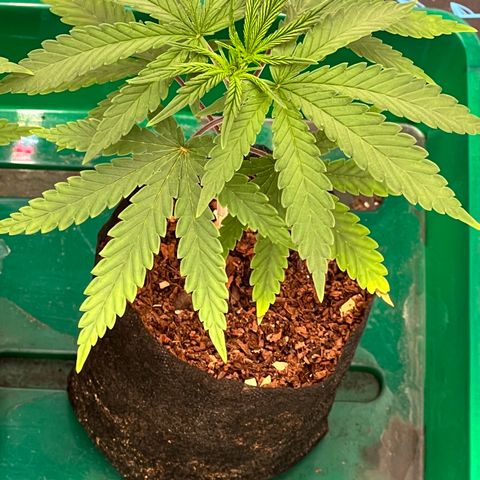 Orange Gasm growlog timeline photo