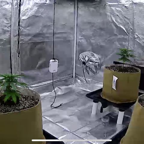 Orange Gasm growlog timeline photo