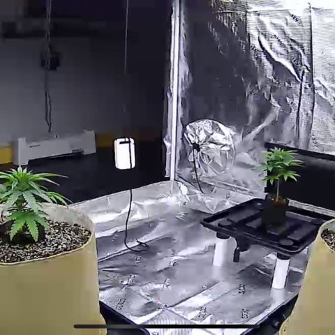 Orange Gasm growlog timeline photo