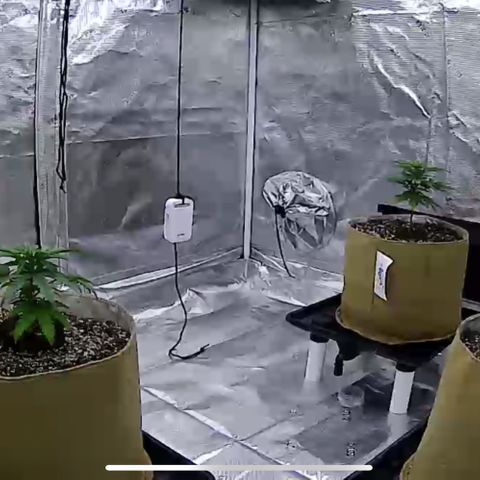Orange Gasm growlog timeline photo